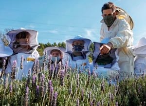 Apiari al Cementiri Comarcal Roques Blanques. <br />Autor: CPNSC