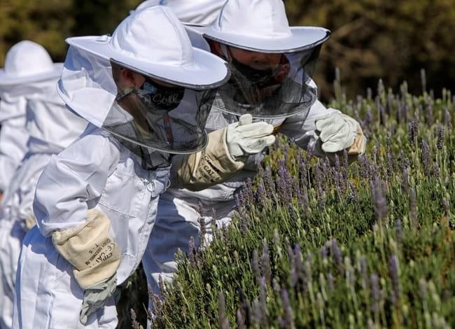 Apiari didàctic. Autor: CPNSC