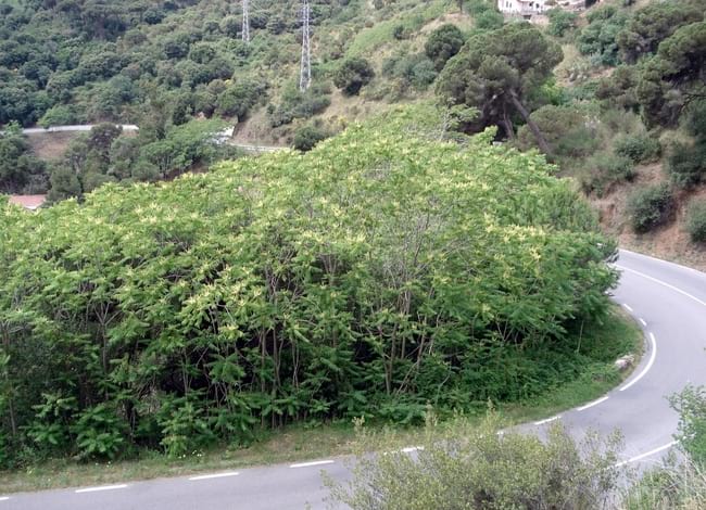 Massa d'ailant (Ailanthus altissima). Autor: CPNSC