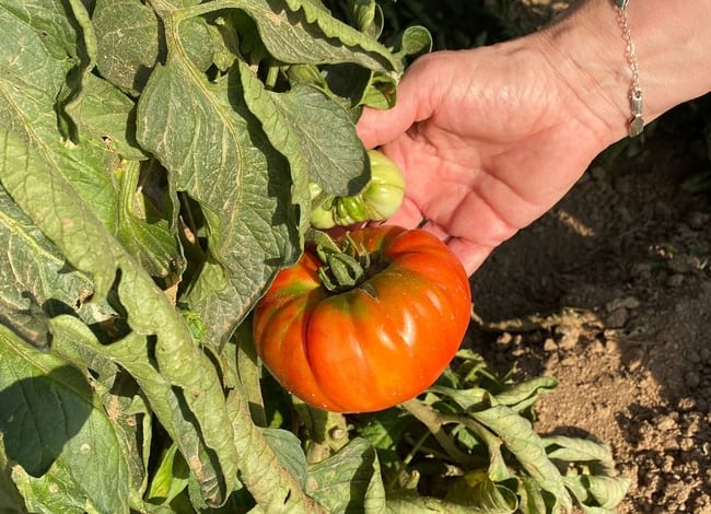 Tomàquet Mandó. Autor: CPNSC