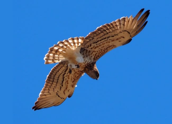 Una de les rapinayires observades al Parc Natural de la Serra de Collserola. Autor: CPNSC