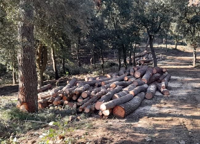 Tasques de gestió forestal al Parc Natural de la Serra de Collserola. Autor: CPNSC