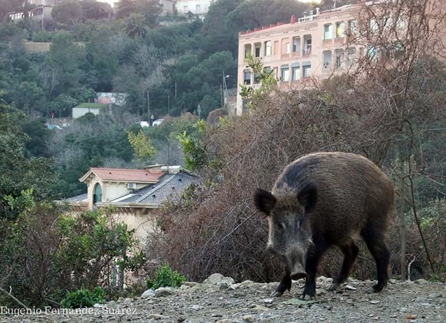 Senglar a Barcelona, a Collserola. Autor: Eugenio Fernández Suárez