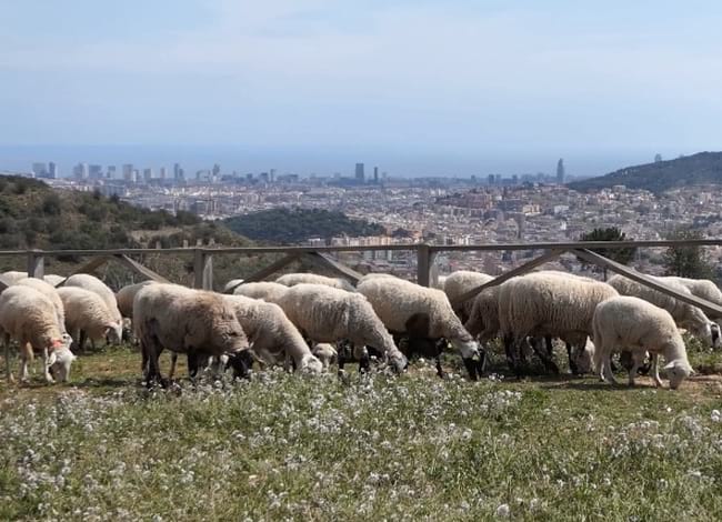 Ramat al Parc Natural de la Serra de Collserola.<br />Autor: CPNSC