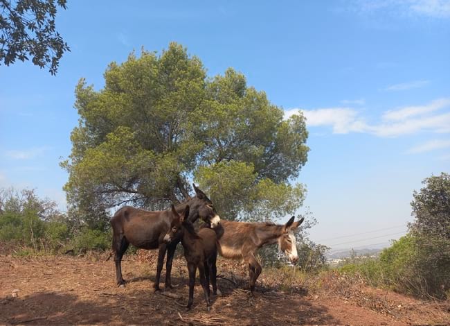 Ramat de rucs. Autor: CPNSC