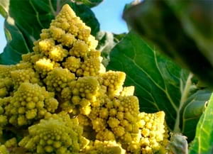 Col romanesco. Autor: XPN