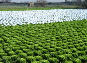 Camps a Gavà. Autor: XPN