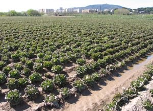 Camps de la vall Baixa. Autor: Parc Agrari
