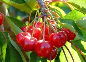 Cireres del Baix. Autor: Parc Agrari del Baix Llobregat