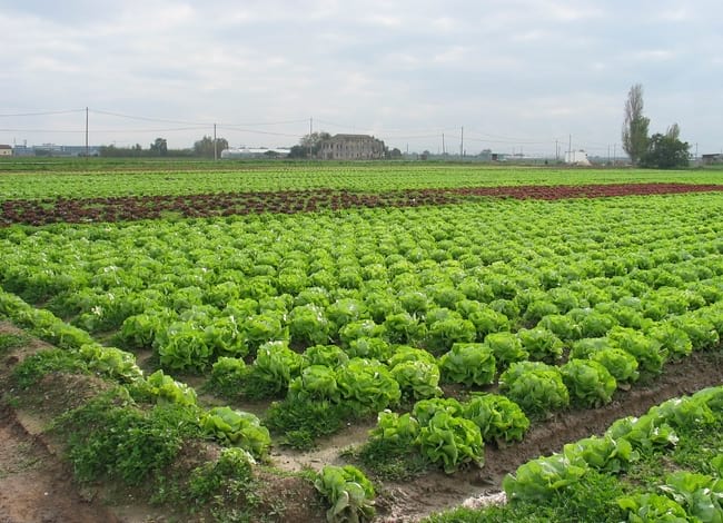 Camp al Parc Agrari del Baix Llobregat. <br />Autor: XPN