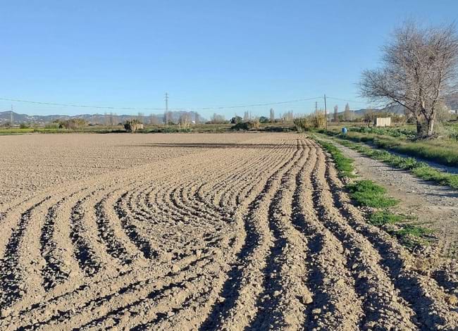 Camp al Parc Agrari. Autor: Parc Agrari