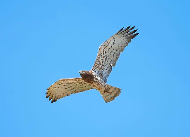 Àguila marcenca. Autor: Jordi Claramunt