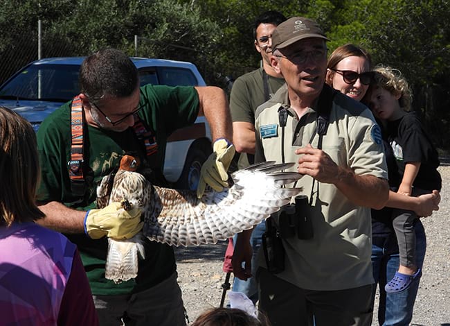 Alliberament d'un aligot durant la celebració del Dia Internacional dels Ocells al Parc del Garraf. Autor: XPN