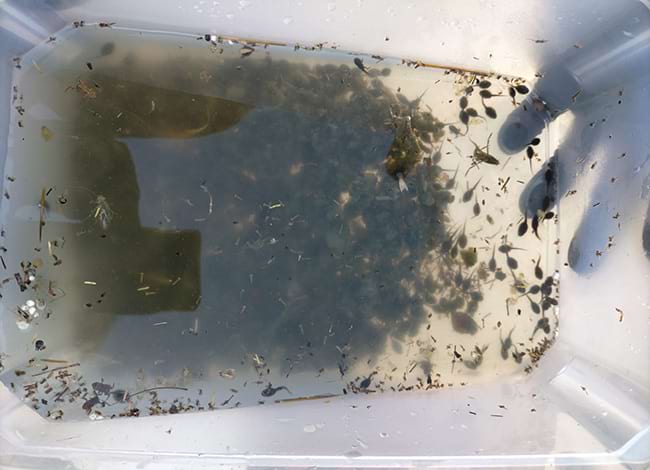 Captura de 1000 a 1500 capgrossos. Autoria: Taula x Clima de Begues