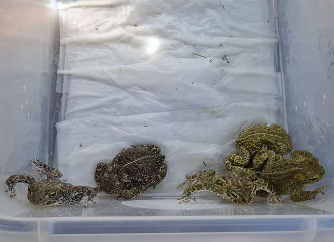 Rescat de vuit gripaus corredors. Autoria: Taula x Clima de Begues