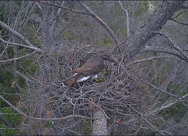 Imatge del mascle de la parella d'astors al niu amb un ou. Autoria: Xavier Segarra i Xavier Santaeufemia