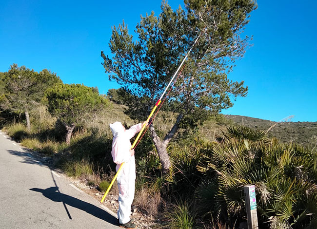 Retirada manual d'una bossa de processionària del pi. Autoria: XPN