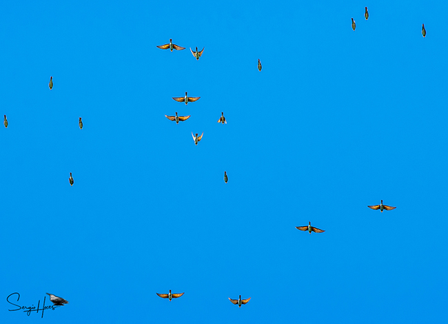 Abellerols. © Sergio Hoces Lucena