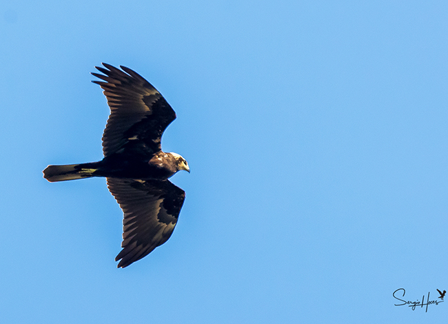 Arpella comú, també vista aquesta tardor. Autor: Sergio Hoces Lucena