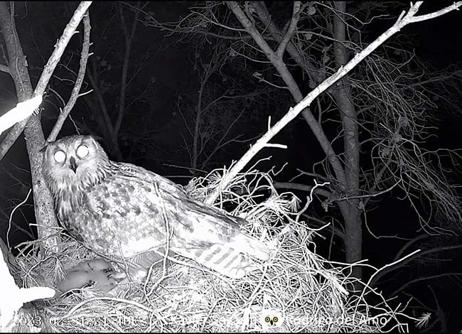 Intrusió d'un duc al niu, sobre els pollets. Autor: Xavier Segarra i Rodrigo del Amo