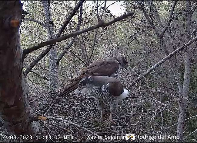 Una altra de les parelles d'astors. Autor: Xavier Segarra i Rodrigo del Amo