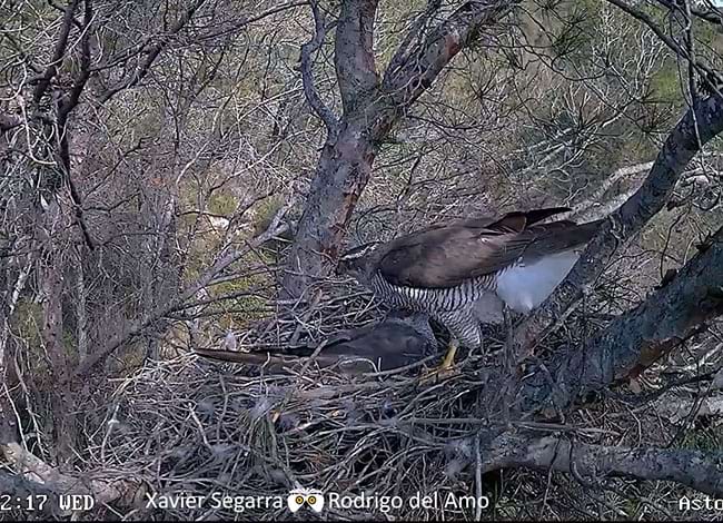 La parella urbana. Autor: Xavier Segarra i Rodrigo del Amo