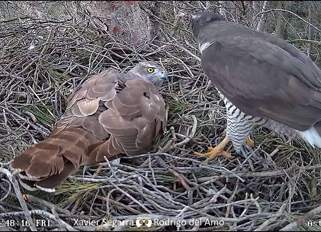 Una altra parella, covant al niu. Autor: Xavier Segarra i Rodrigo del Amo