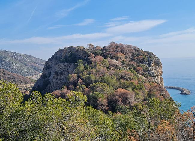 Arbres del Parc del Garraf afectats per la sequera. Autor: XPN