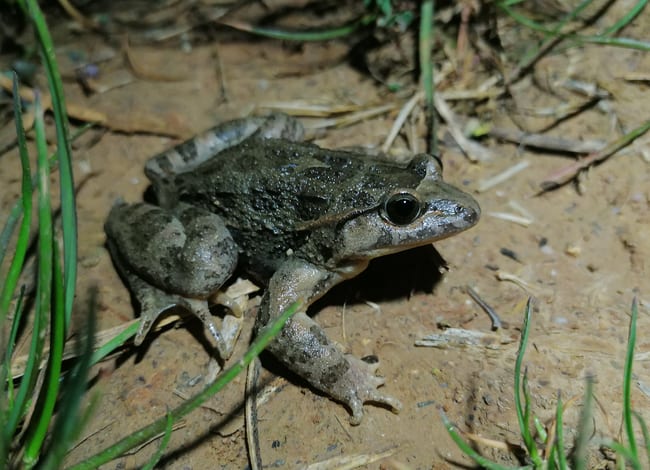 Exemplar de granota pintada mediterrània localitzada dins el Parc del Garraf. Autor: Alejandro García Salmerón