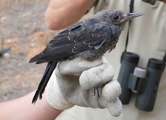 La merla blava, a la mà del guarda forestal. Autor: XPN