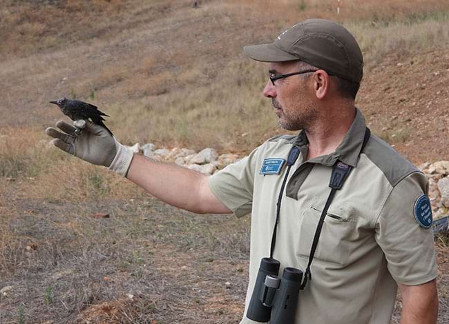 Un guarda del Parc del Garraf amb una de les merles. Autor: XPN