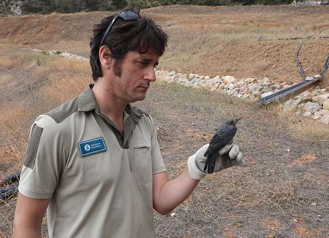 Una altra de les merles blaves a punt d'alliberar. Autor: XPN