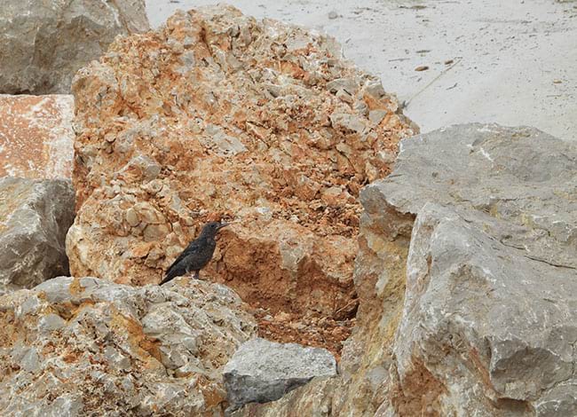 La merla blava, ja lliure, a la pedrera. Autor: XPN