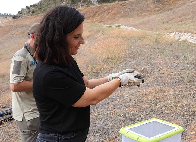 La tercera merla blava a punt d'alliberar. Autor: XPN