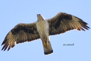 Àguila cuabarrada. Autor: Jose Santaella