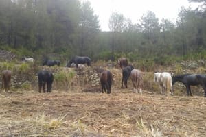 Segon grup de cavalls. Autor: Fundació Miranda