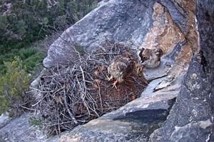 Parella d'àligues. Autor: XPN