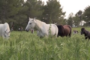 Grup de cavalls. Autor: Diputació de Barcelona