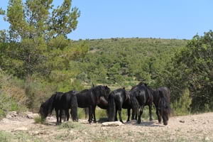 El grup de ponis pottoka. Autor: Diputació de Barcelona