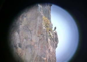 Rapinyaire. Autor: Guardes del Parc del Garraf