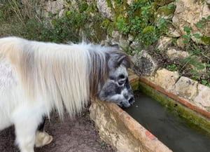 Poni a l'abeurador. Autor: XPN