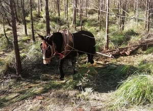 Animal de tir. Autor: XPN