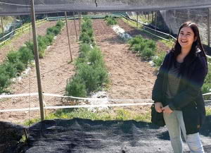 B. Boi als horts de Can Grau. Autor: Parc a taula