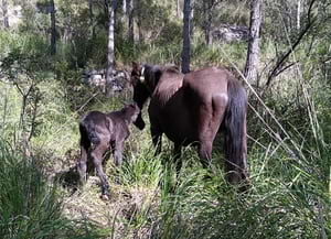 En Bruc i l'Estrella. Autor: Fundació Miranda