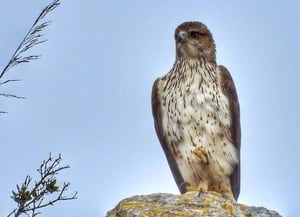 Exemplar d'àguila cuabarrada. Autora: Eulàlia Gómez