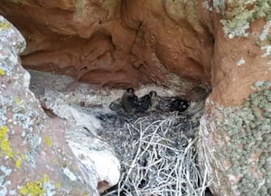 Polls al niu. Autor: Cos d'Agents Rurals