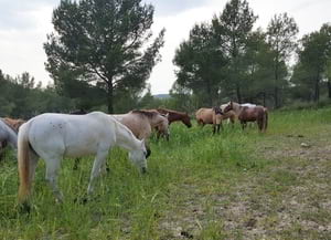 Grup de cavalls. Autor: Diputació de Barcelona