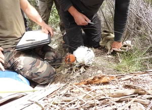 Instant de l'anellament. Autor: XPN