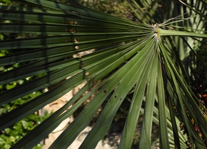 Danys provocats per l'eruga. Autora: L. Gómez