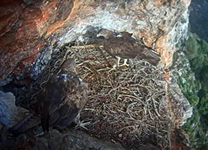 La parella d'àguiles, amb els transmissors a l'esquena.<br />Autor: XPN